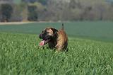 BULLMASTIFF 526